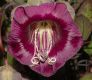 image of Cobaea scandens