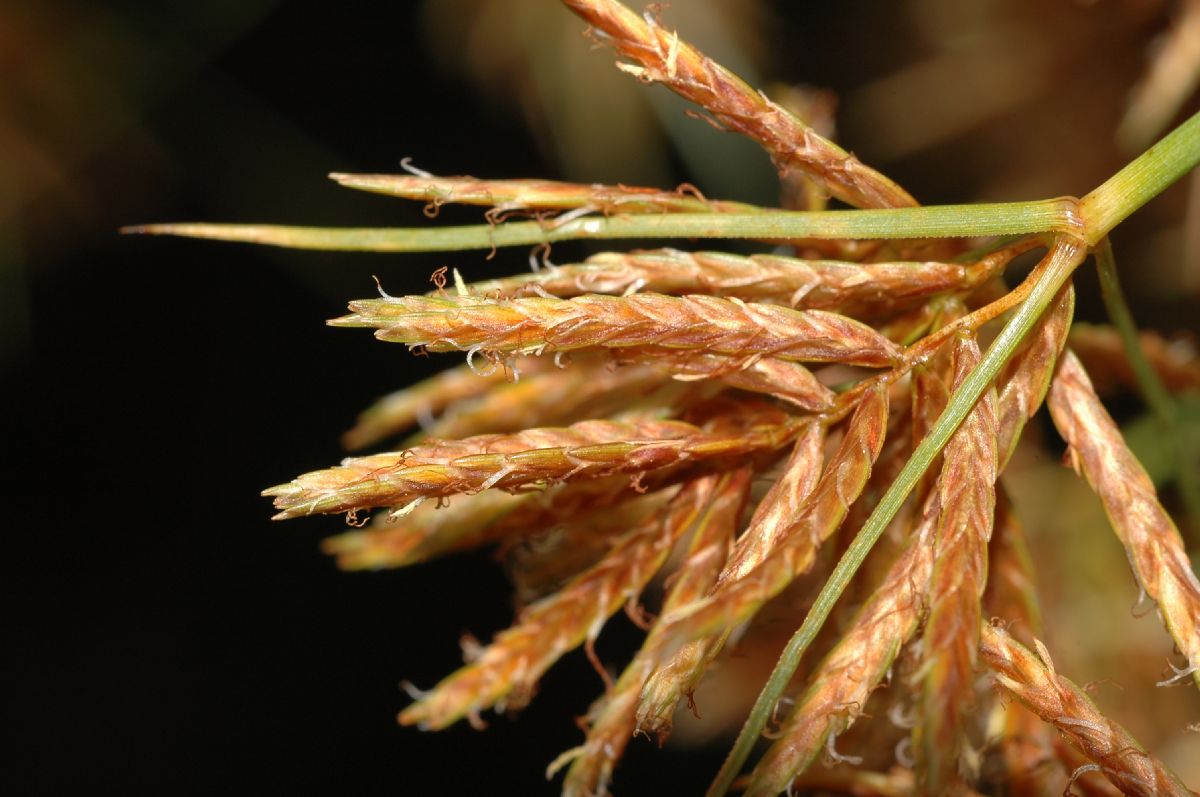 Cyperaceae Cyperus papyrus