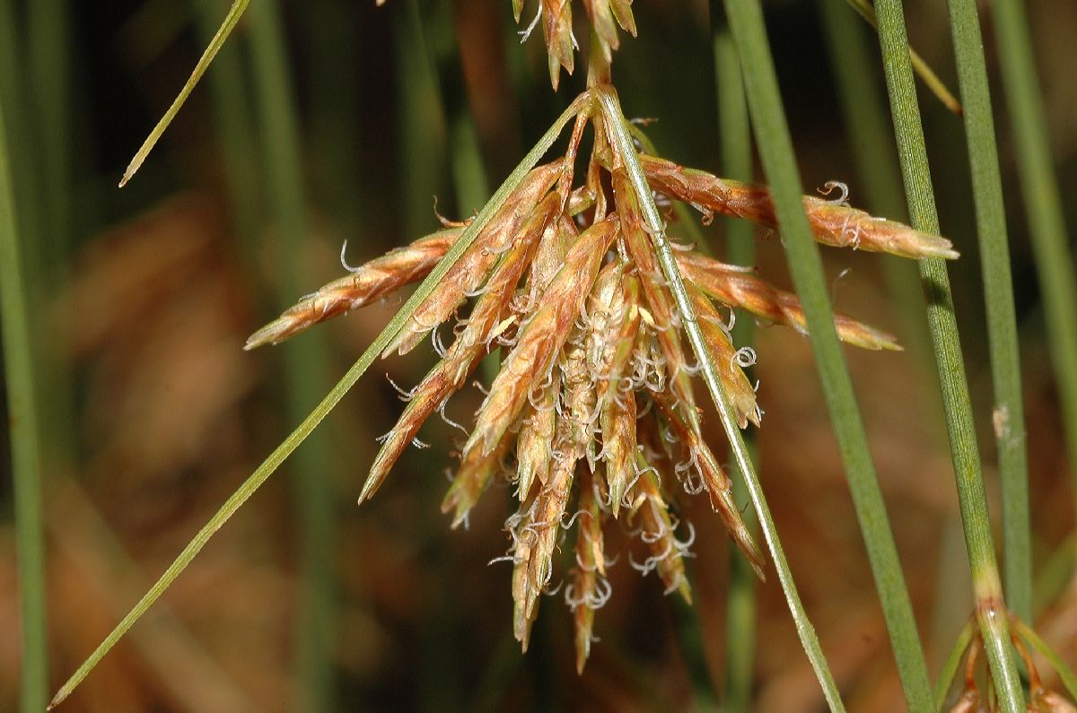 Cyperaceae Cyperus papyrus