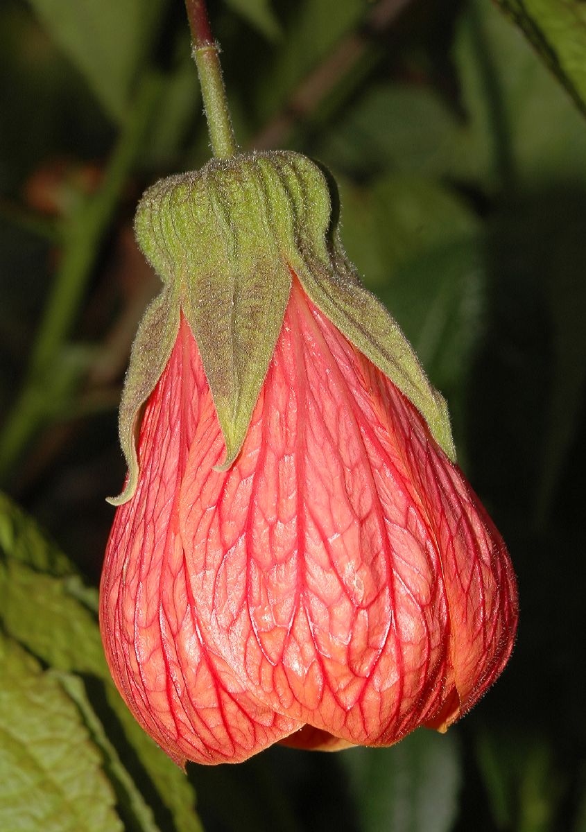 Malvaceae Abutilon 