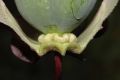 image of Cobaea scandens