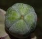 image of Cobaea scandens