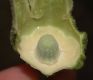 image of Abutilon 
