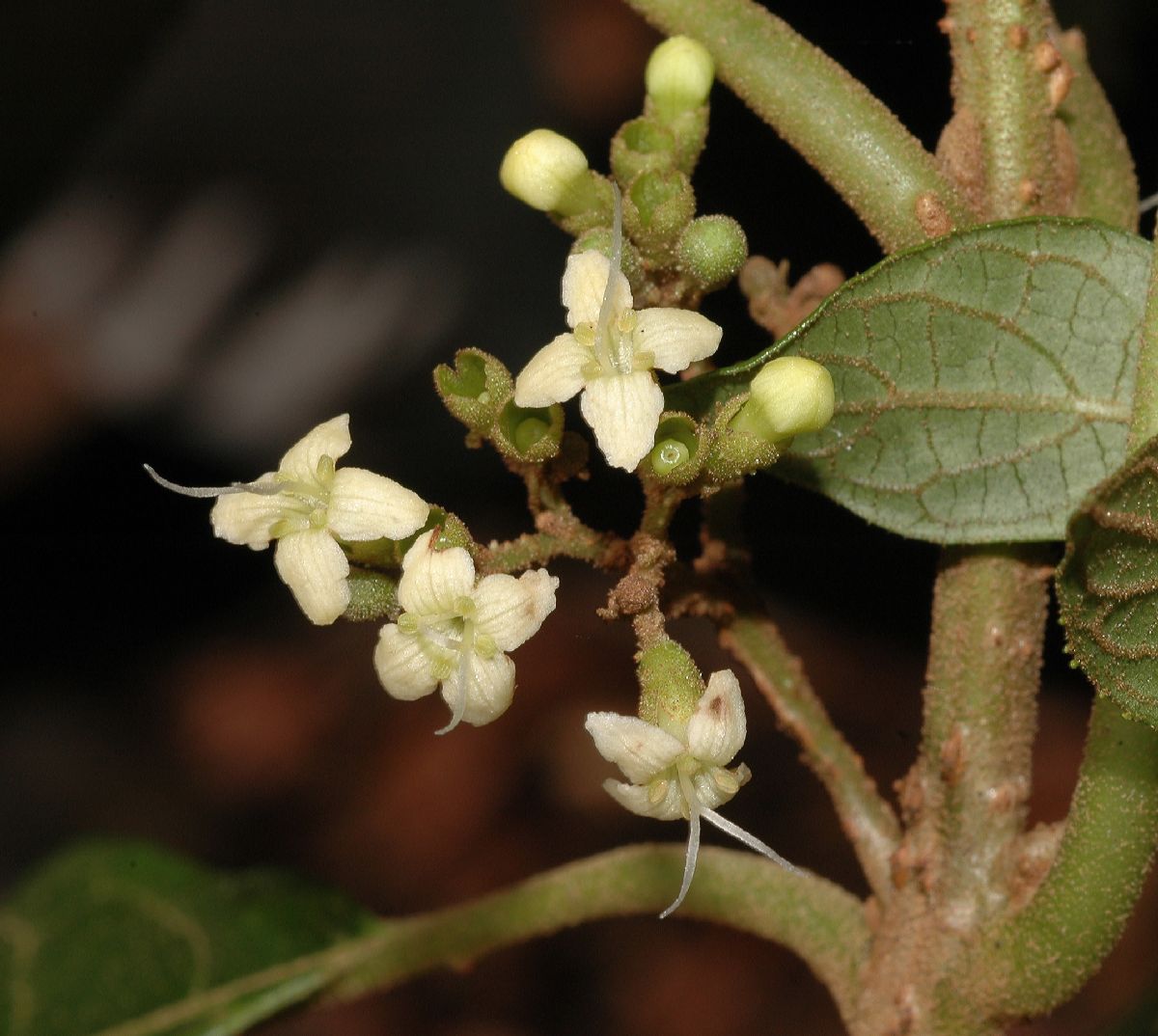 Lamiaceae Aegiphila odontophylla