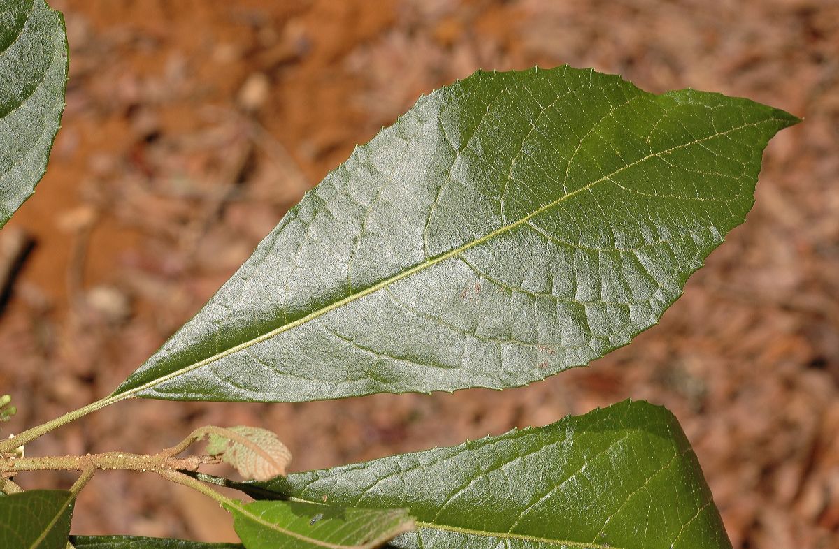 Lamiaceae Aegiphila odontophylla