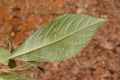 image of Aegiphila odontophylla