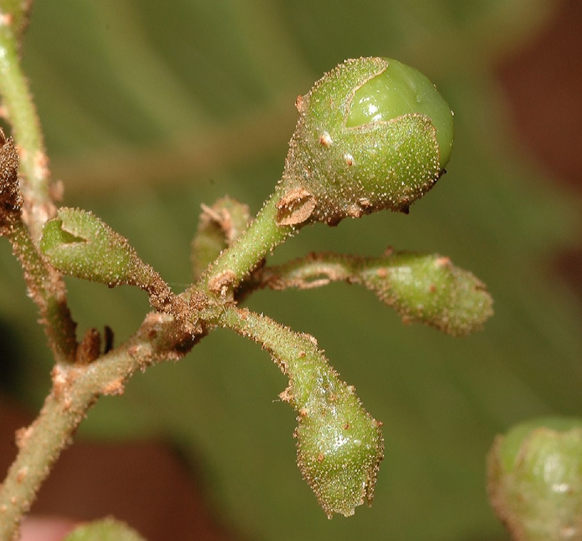Lamiaceae Aegiphila odontophylla