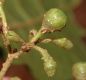 image of Aegiphila odontophylla