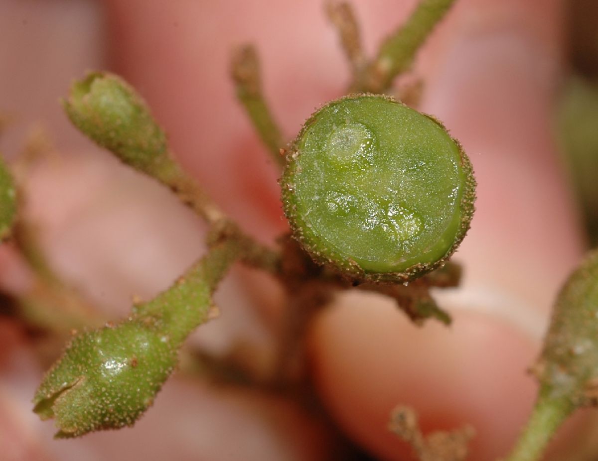 Lamiaceae Aegiphila odontophylla