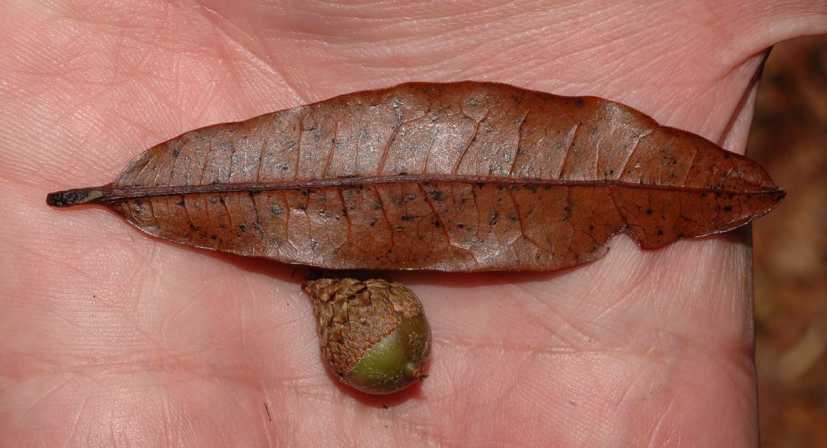 Fagaceae Quercus eugeniifolia