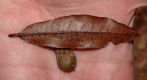 image of Quercus eugeniifolia