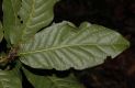 image of Quercus bumelioides