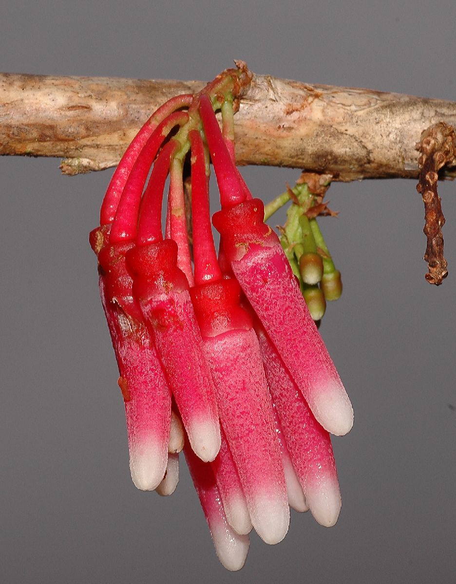 Ericaceae Satyria warscewiczii
