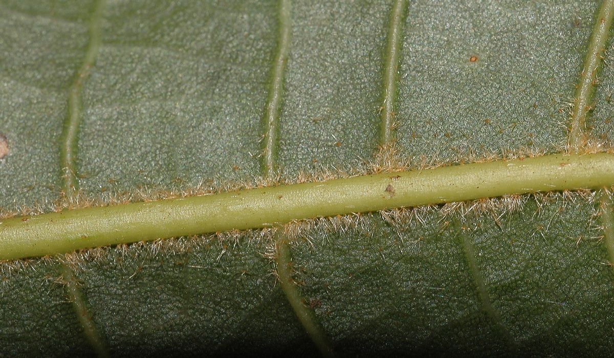 Fagaceae Quercus bumelioides