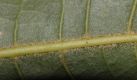 image of Quercus bumelioides