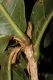 image of Quercus bumelioides