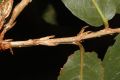 image of Quercus bumelioides