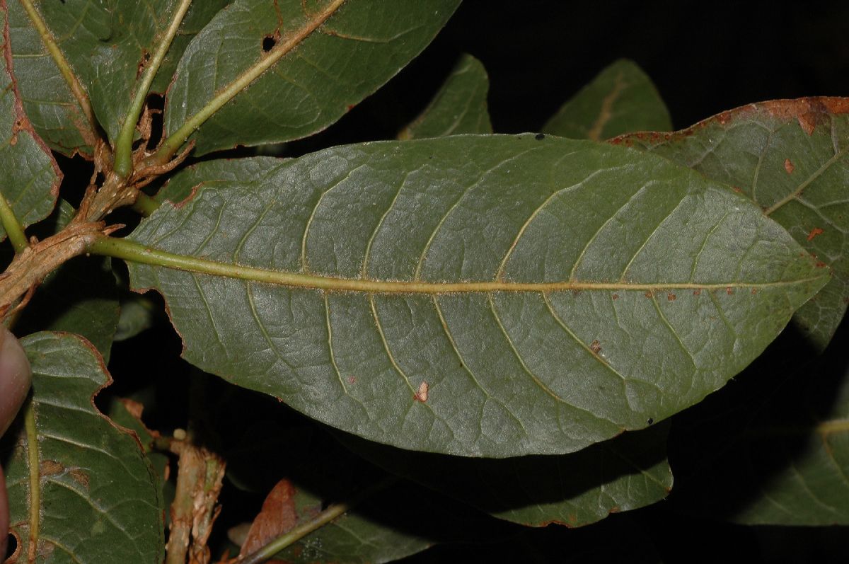 Fagaceae Quercus bumelioides
