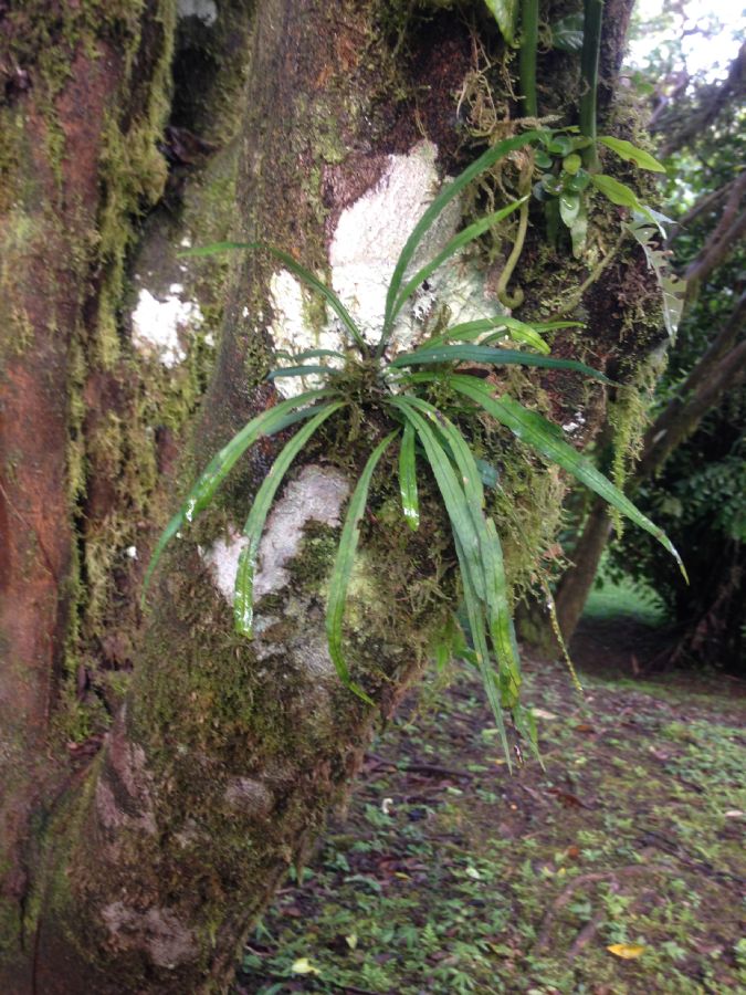 Polypodiaceae Campyloneurum gracile
