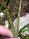 image of Campyloneurum gracile