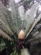 image of Dioon mejiae
