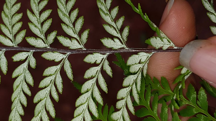 Pteridaceae Pityrogramma calomelanos