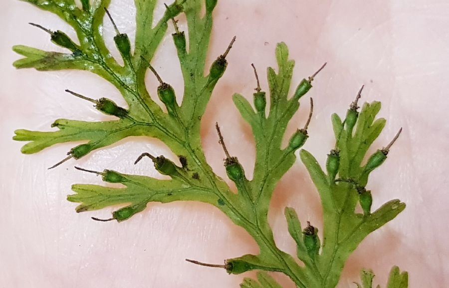 Hymenophyllaceae Polyphlebium diaphanum