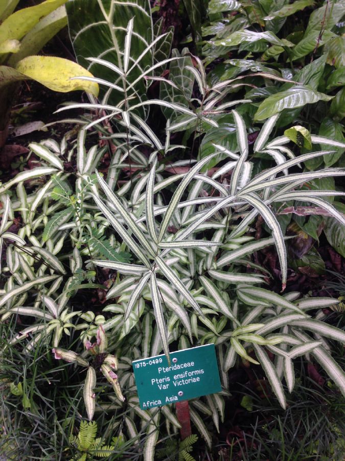 Pteridaceae Pityrogramma ensiformis