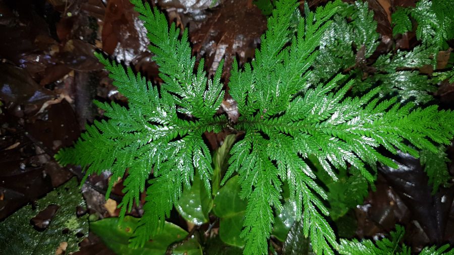 Selaginellaceae Selaginella anceps