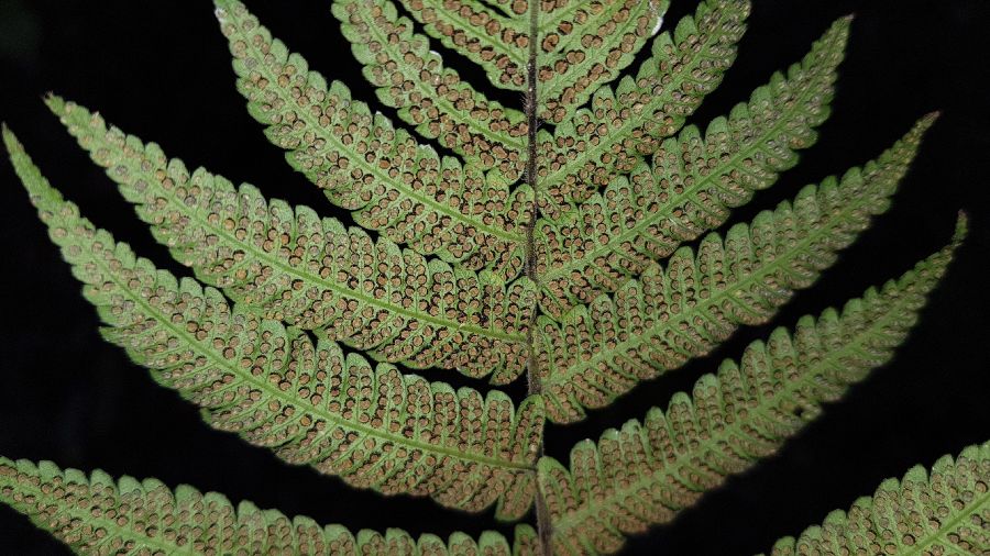 Thelypteridaceae Christella dentata