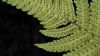 image of Christella dentata