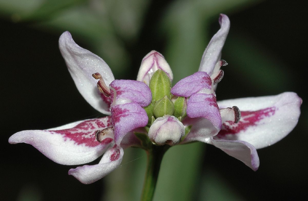Acanthaceae Justicia americana