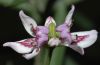 image of Justicia americana