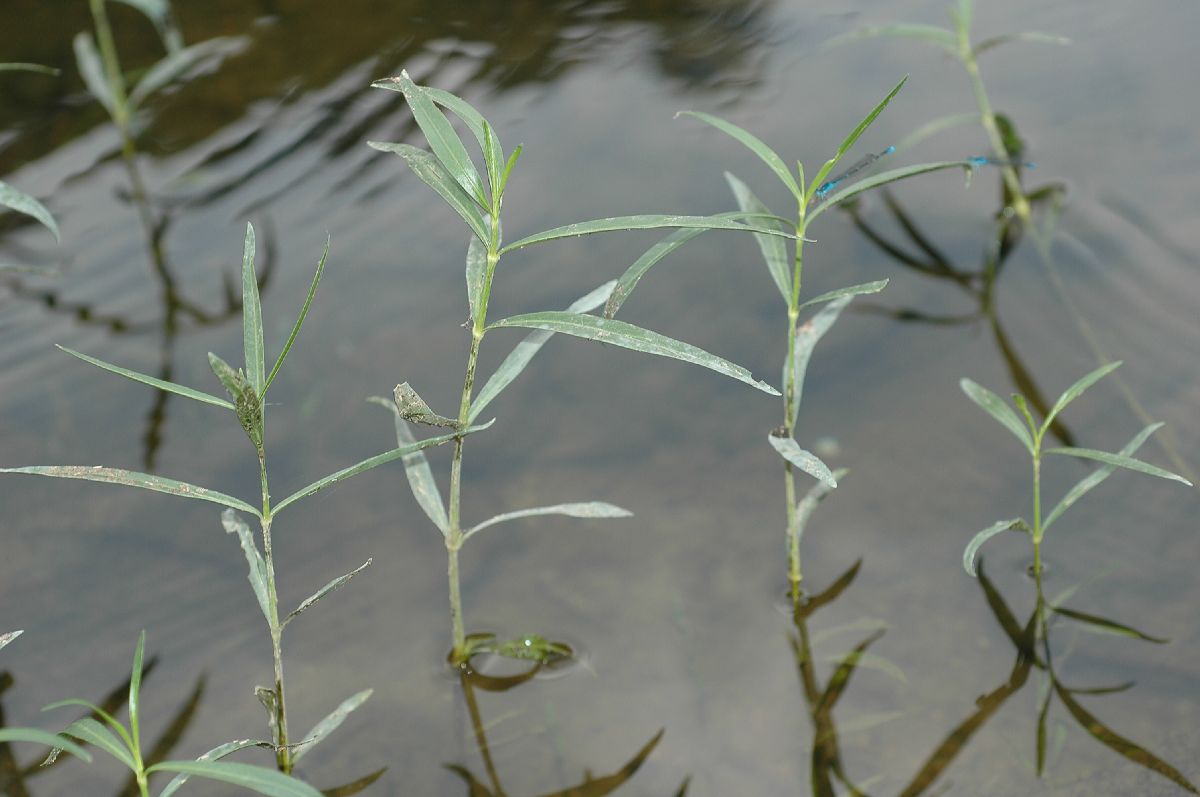 Acanthaceae Justicia americana