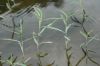 image of Justicia americana