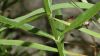 image of Penstemon 