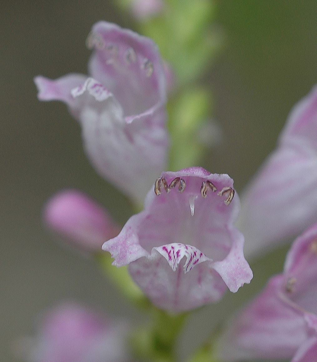Plantaginaceae Penstemon 