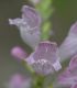 image of Penstemon 