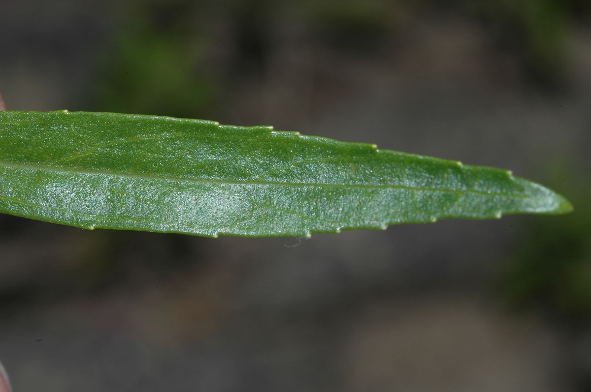 Plantaginaceae Penstemon 