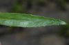 image of Penstemon 