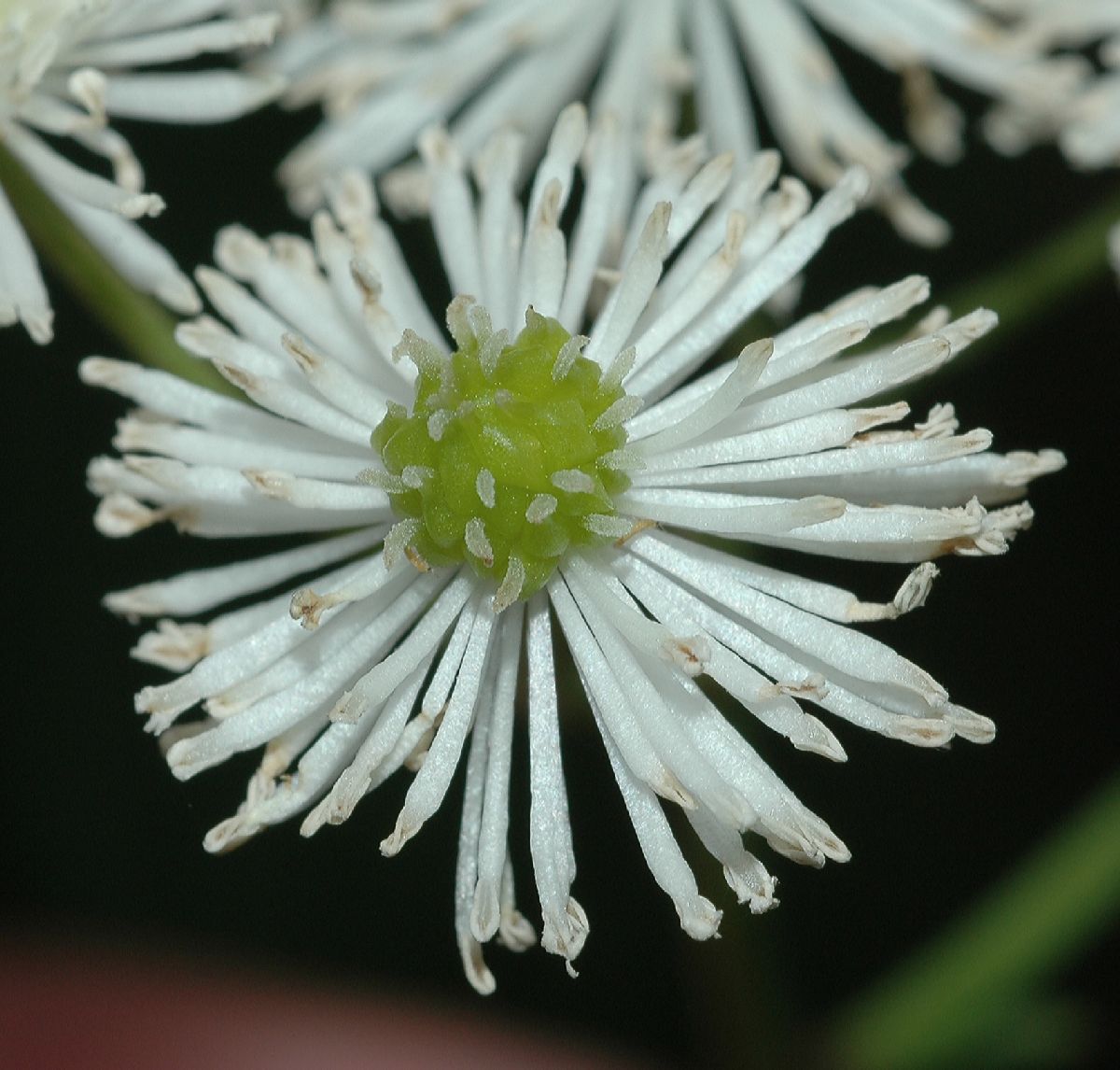 Ranunculaceae Trautvetteria carolinensis