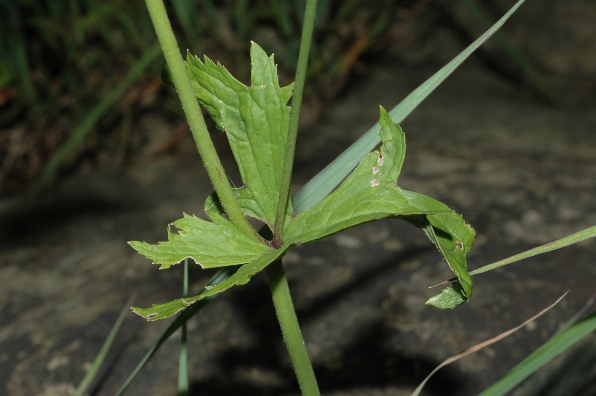 Ranunculaceae Trautvetteria carolinensis