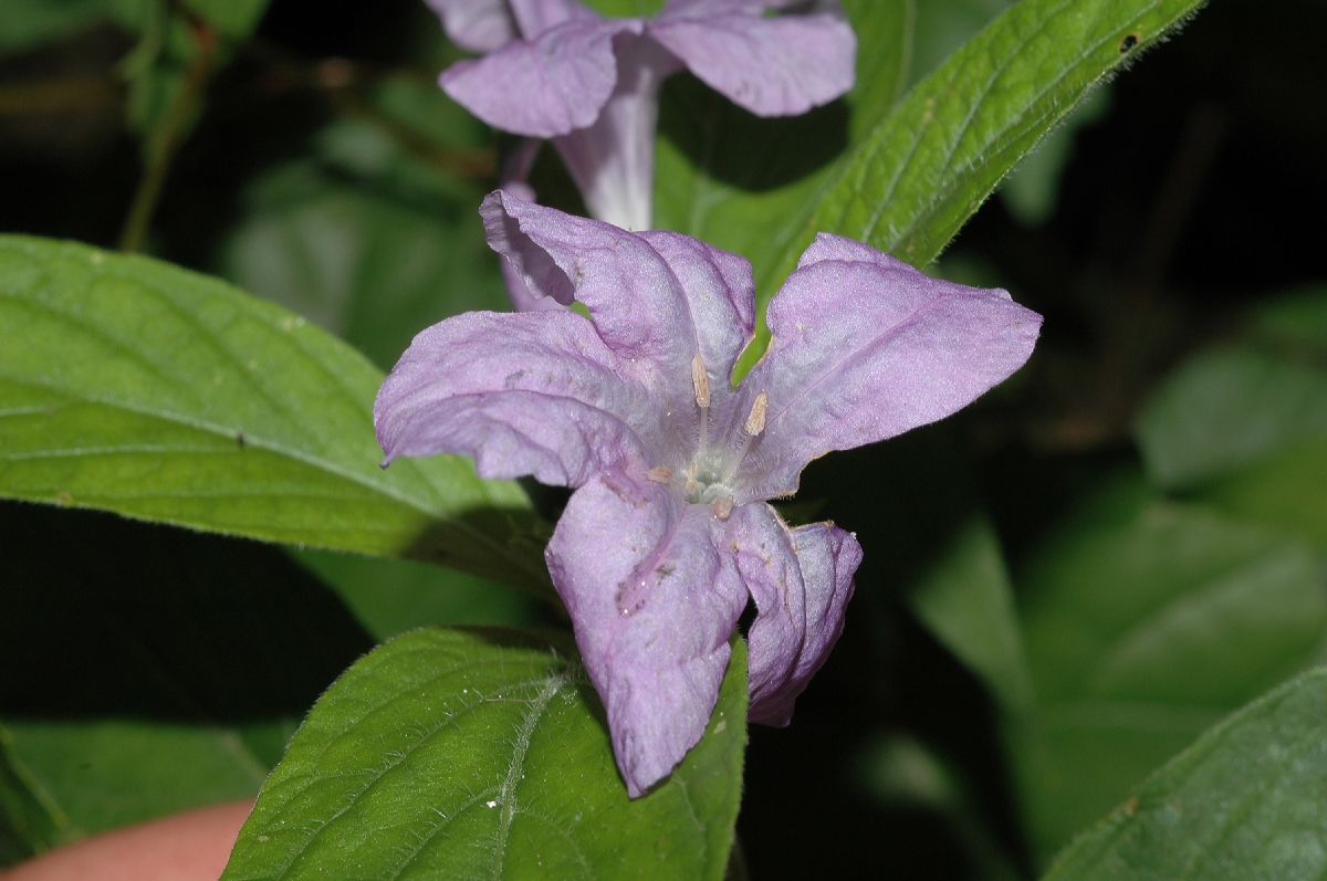 Acanthaceae Ruellia 