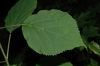 image of Hydrangea 