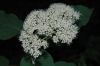 image of Hydrangea 
