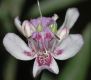image of Justicia americana