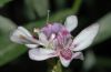image of Justicia americana
