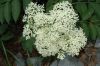 image of Sambucus canadensis