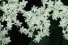 image of Sambucus canadensis