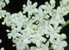 image of Sambucus canadensis